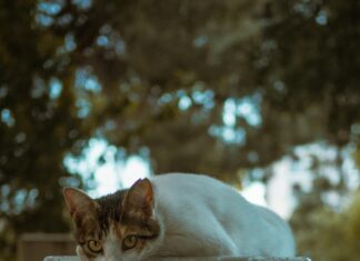 Deri Tokaların Bakımı Nasıl Yapılır? Etkili Yöntemler ve İpuçları