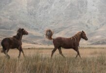 Hızlı Saç Şekli İçin Toka Kullanımı: Şaşırtıcı İpuçları!