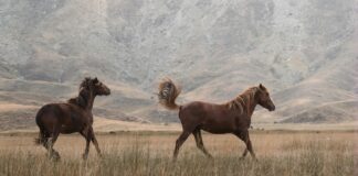Hızlı Saç Şekli İçin Toka Kullanımı: Şaşırtıcı İpuçları!