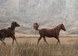 Hızlı Saç Şekli İçin Toka Kullanımı: Şaşırtıcı İpuçları!