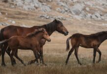 Kombinle Uyumlu Tokalar Nasıl Seçilir? Şıklığı Yakalayın!