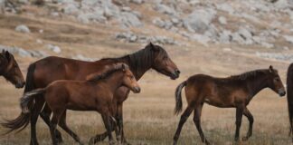 Kombinle Uyumlu Tokalar Nasıl Seçilir? Şıklığı Yakalayın!