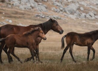 Kombinle Uyumlu Tokalar Nasıl Seçilir? Şıklığı Yakalayın!