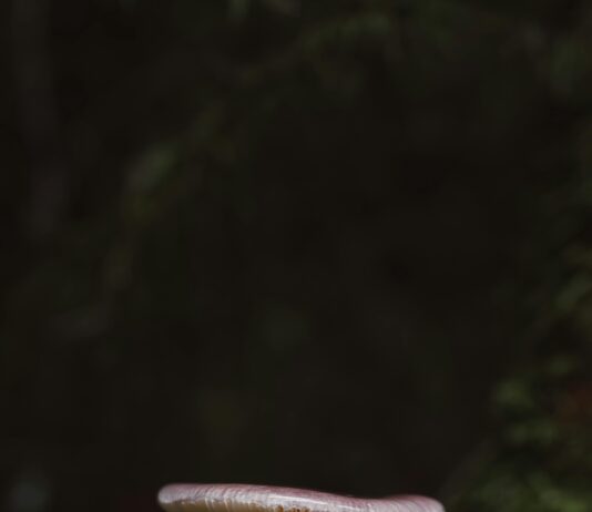 İş Hayatında Zarif Tokalar İle Şıklığınızı Nasıl Yansıtırsınız?