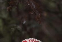 Saç Aksesuarı Alışverişinde Dikkat Edilmesi Gerekenler: Bilmeniz Gerekenler