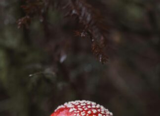 Saç Aksesuarı Alışverişinde Dikkat Edilmesi Gerekenler: Bilmeniz Gerekenler