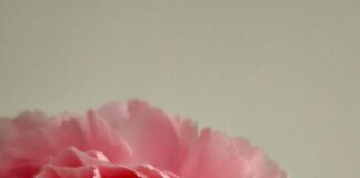 Romantik Saç Stili İçin Toka İle Şıklığı Keşfedin!