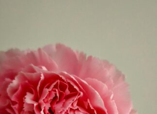 Romantik Saç Stili İçin Toka İle Şıklığı Keşfedin!