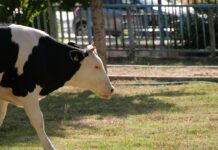 İnci Detaylı Tokalar İle Şıklığınızı Zirveye Taşıyın!