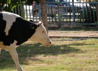 İnci Detaylı Tokalar İle Şıklığınızı Zirveye Taşıyın!