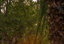 Doğa Temalı Saç Aksesuarları İle Şıklığınızı Nasıl Yaratırsınız?