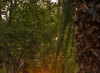 Doğa Temalı Saç Aksesuarları İle Şıklığınızı Nasıl Yaratırsınız?