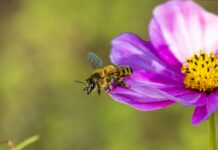 Tokaların Saç Sağlığına Etkisi: Şaşırtıcı Faydalar ve Gerçekler