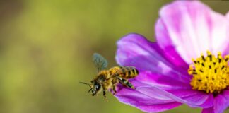 Saç Bandı İle Saçın Kabarmasını Önleme: Etkili ve Kolay Yöntemler